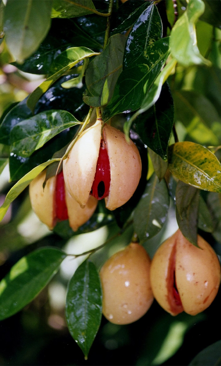 Nutmeg at Affordable Rates, Kerala