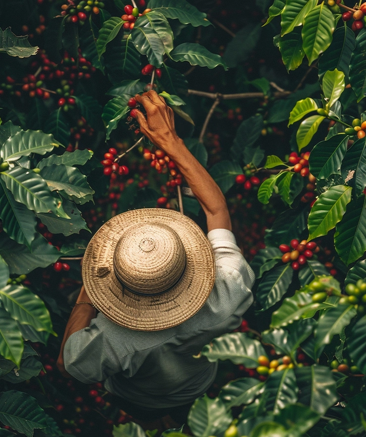 Best Coffee Arabica in Kerala