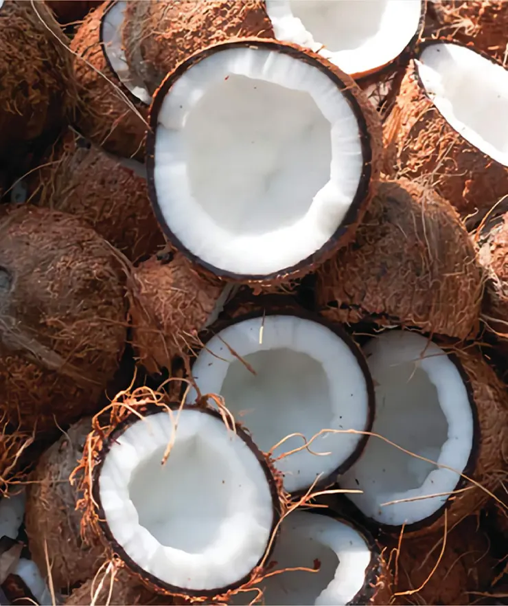 Coconut
