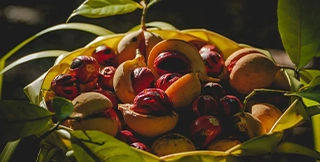 Best Nutmeg in Kerala