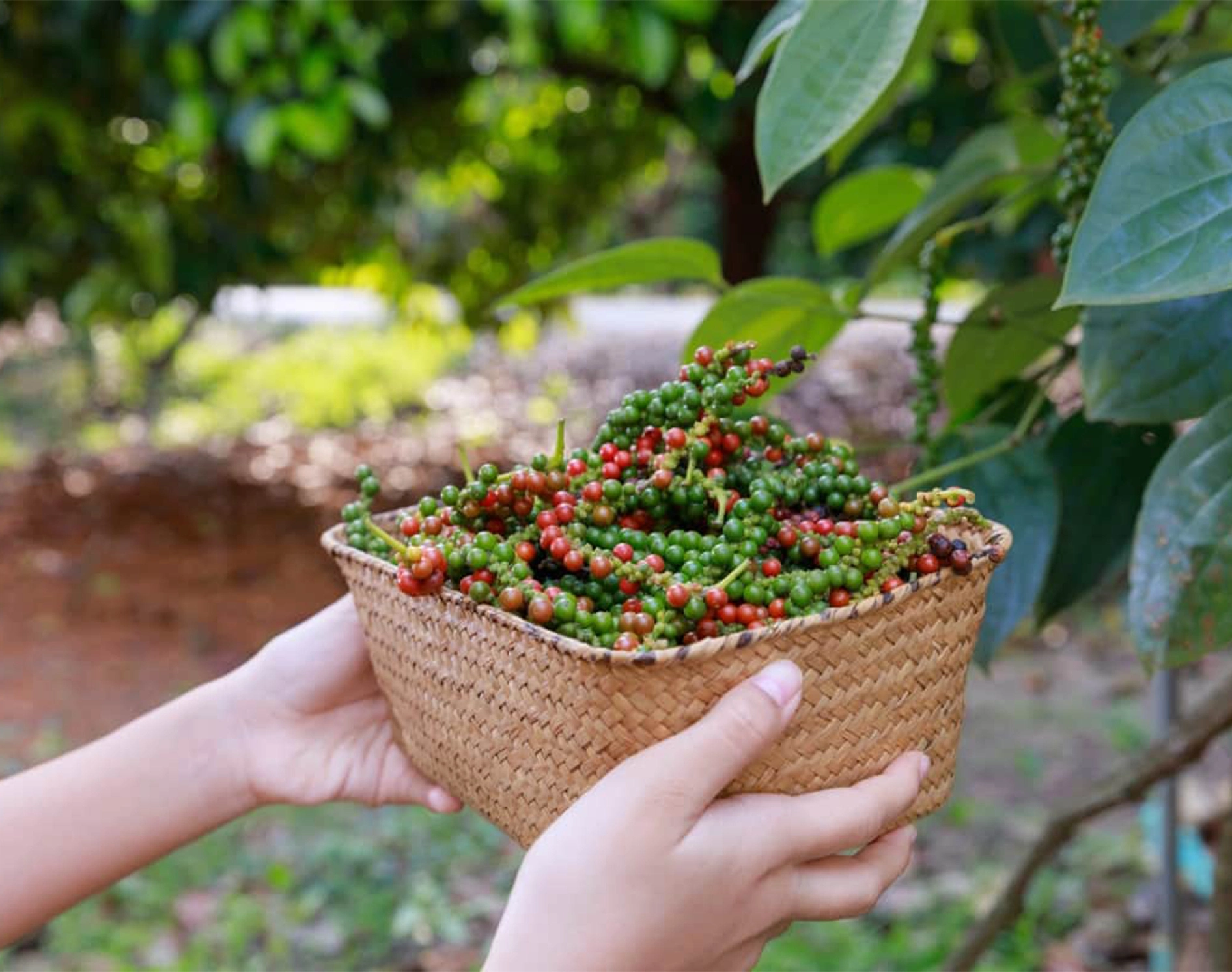 Fresh Black Pepper in Kerala