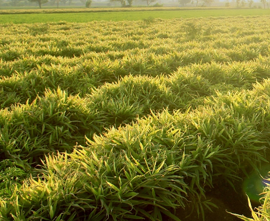 Fresh Spices in Kerala